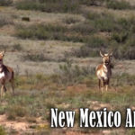 New Mexico Antelope