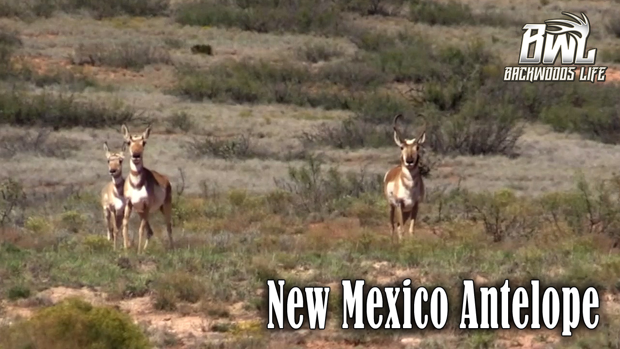 New Mexico Antelope