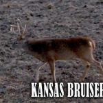 Kansas Bruiser Bucks