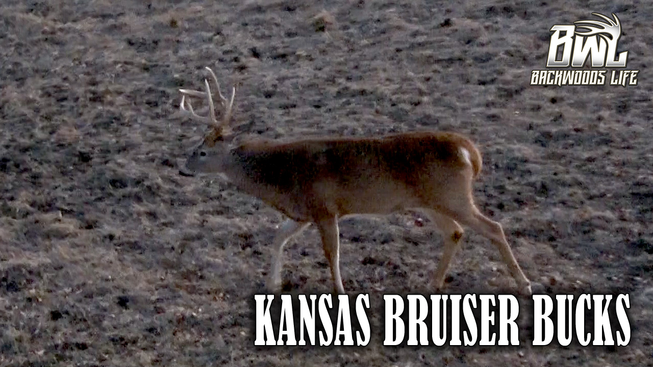 Kansas Bruiser Bucks