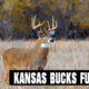 Kansas Bucks