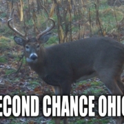 Second Chance Ohio Buck