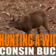 Wisconsin Bow Buck