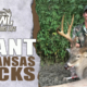 Backwoods Life Arkansas Bucks