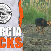 Backwoods Bucks EP 5