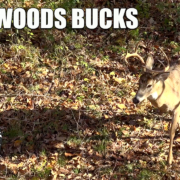 Backwoods Bucks