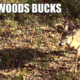 Backwoods Bucks