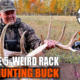 Weird Racked Bow Buck - BWB20.5