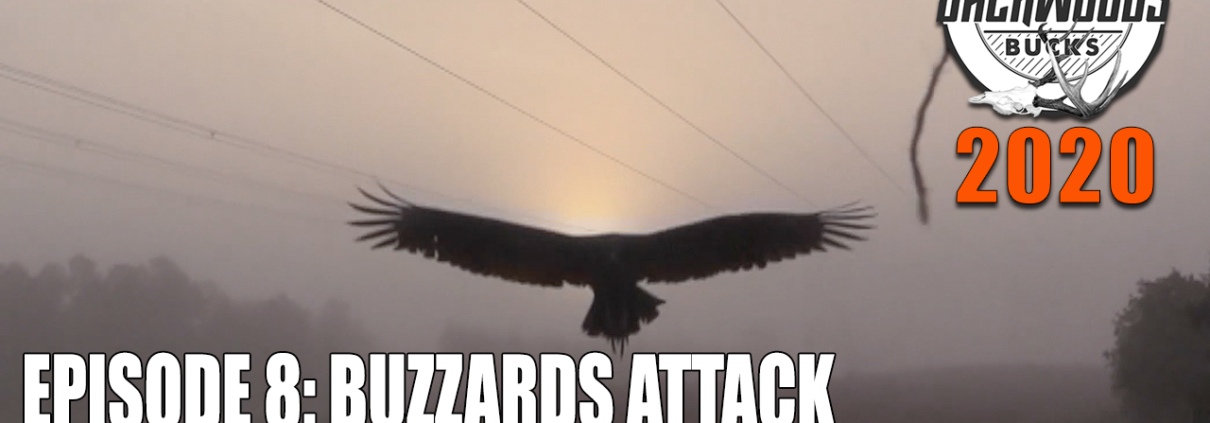 Buzzards Attack and Bucks Get Away