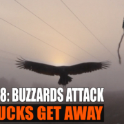 Buzzards Attack and Bucks Get Away