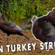 Hen Turkey Strutting