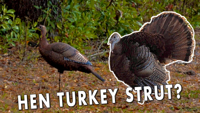 Hen Turkey Strutting