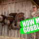 How many gobblers?