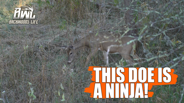Ninja-Doe