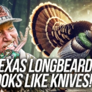 Texas Gobbler and Hogs